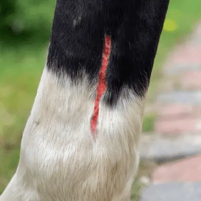 horse leg open wound