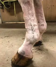 Horse leg mud fever heste ben med muk