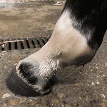 Heste ben med muk