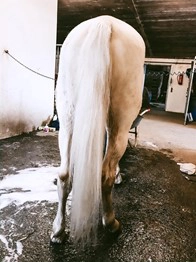 hvid heste hale efter vask