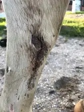 Heste ben med sår