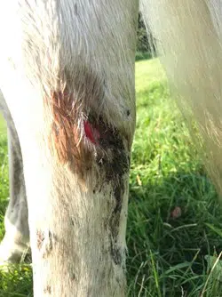 Heste ben med sår