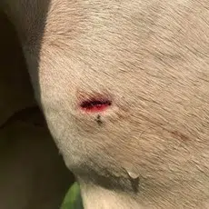 et sår på en hest