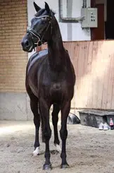sort hest